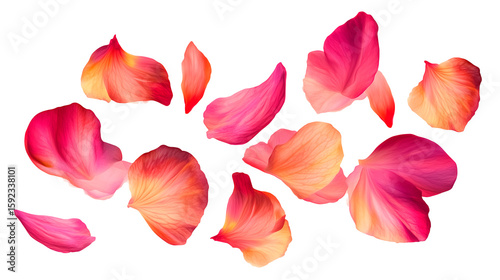 Falling pale pink petals isolated on transparent background