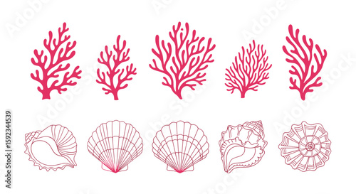 Illustration showing pink coral branches and various seashell outlines in a symmetrical arrangement