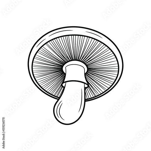 Detailed illustration of a mushroom cap and stem