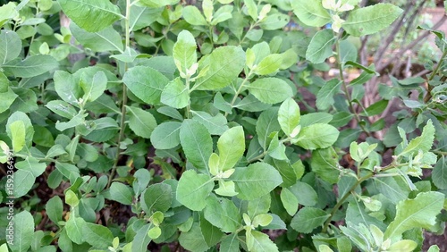 Wallpaper Mural Detailed Green Foliage of Pluchea Indica: An Indian Camphorweed Close-Up Emphasizing its Anti-Inflammatory Uses and Significance in Traditional Asian Medicine Torontodigital.ca
