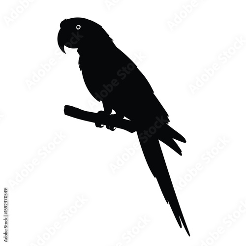 Silhouette of a parrot perched on a branch