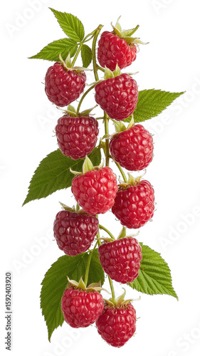 A cluster of ripe raspberries with green leaves on a vine, isolated transparent background