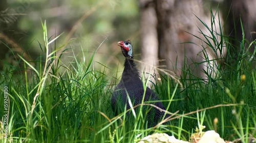 Guineafowl Roaming in the Woods – Natural Habitat