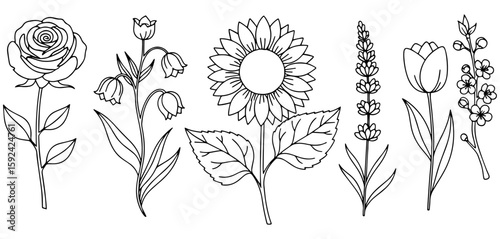 Minimalist Line Drawing of Wildflowers Flowers in Row Vector illustration