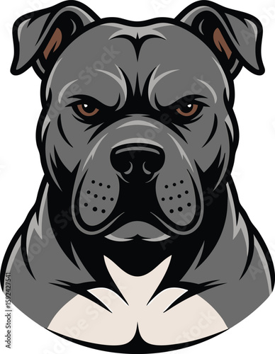 Vector illustration of a powerful american pit bull terrier with an intense focused expression