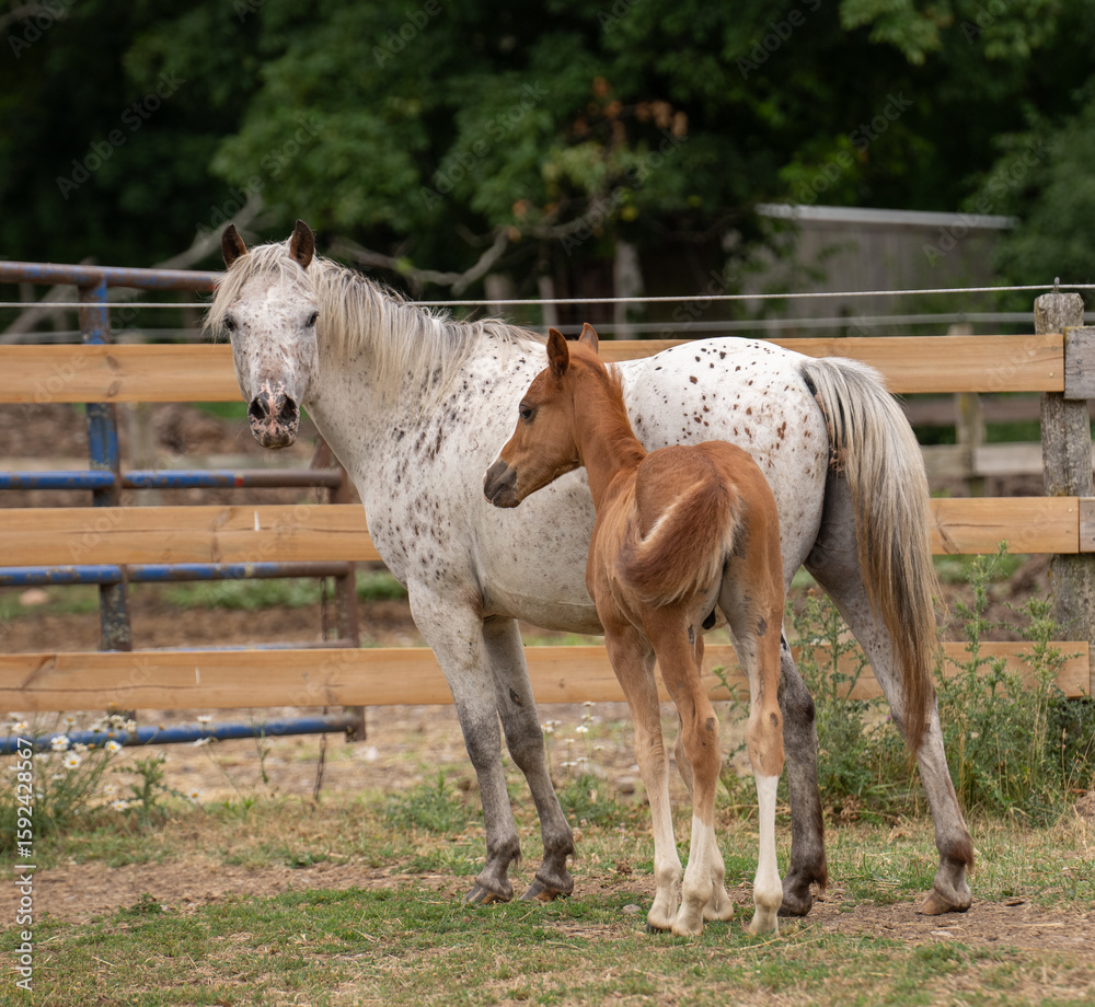 Obraz premium appaloosa pony mare standing with her foal spotted pony of the americas POA pony with chestnut colt outside in paddock on small rural farm in Ontario Canada wood and electric fence in background 
