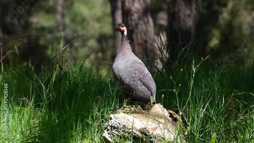 Guineafowl Roaming in the Woods – Natural Habitat