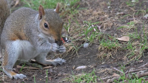Grey Squirrel (Sciurus carolinensis) eating a Red Admiral butterfly it finds dead on the ground in a park. July, London, UK [Slow motion x5] 