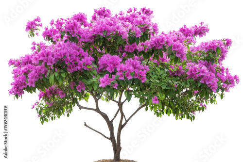 Pink flowering tree brings life to spring gardens and floral beauty