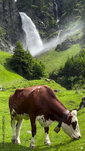Swiss Cow with Bell Grazing in Alpine Meadow with Mountain Waterfall