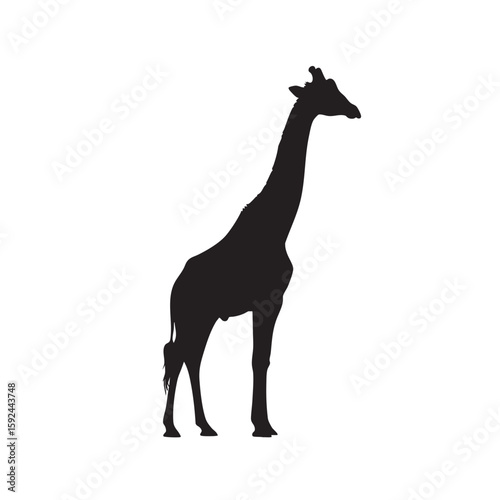 Elegant Giraffe Silhouette Standing Tall Against a White Background Wildlife Art