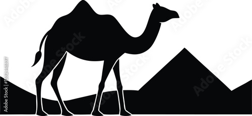 Desert Camel Silhouette Walking Across Sand Dunes at Sunset