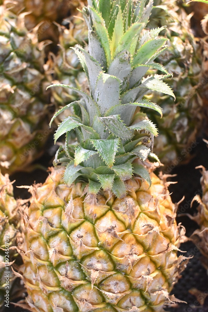 Obraz premium pineapple