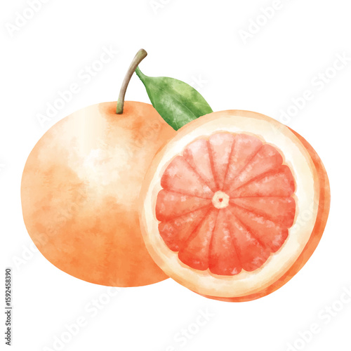 Watercolor Grapefruit Fruit with Cross Section Fresh Citrus Illustration