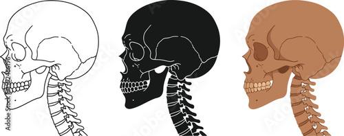Three skull illustrations showcase human anatomy, with a focus on the skeletal structure, including the skull, teeth, and cervical vertebrae, presented in line art, silhouette, and color.