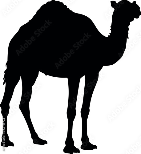 Camel silhouette