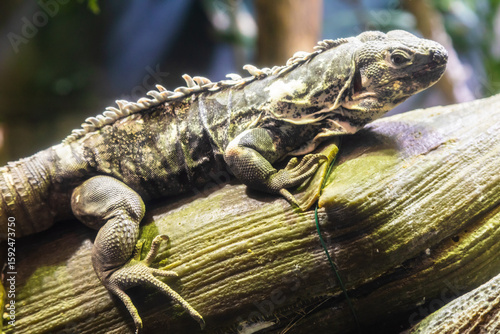 Green Iguana: large, arboreal, mostly herbivorous species of lizard of the genus Iguana.