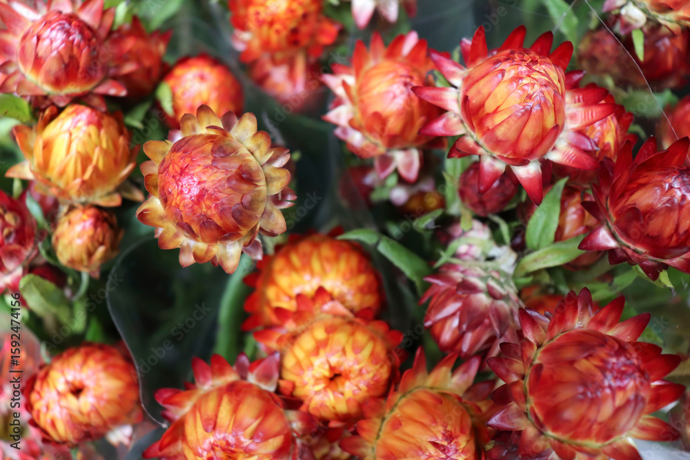 Fototapeta premium Strawflowers in a bouquet