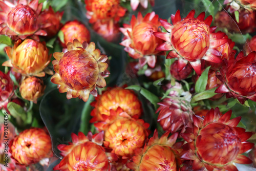 Photography Strawflowers in a bouquet