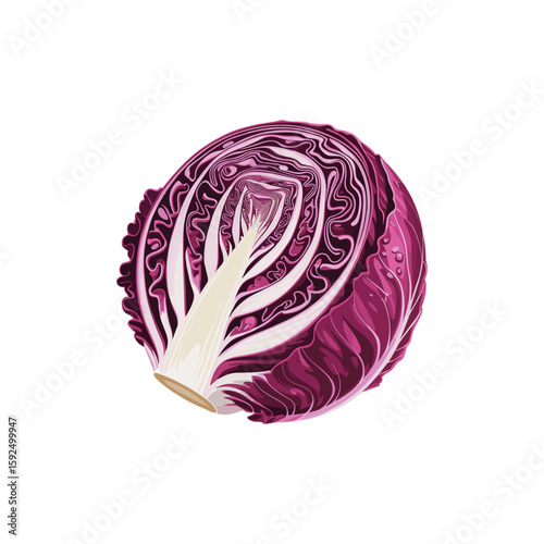  purple radicchio