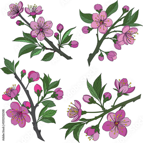 A delicate cherry blossom branch set with soft pink blooms and fine ink-style details, isolated on white background, elegant, artistic look