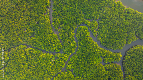 Aerial view of mangrove forest and delta river with meandering canals cutting through. Mangrove canals are waterways from fishing villages to the sea in Phang Nga. Nature designed the mangrove art.