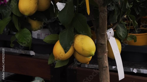 Lemon tree sold in a pot at the local market. High quality 4k footage