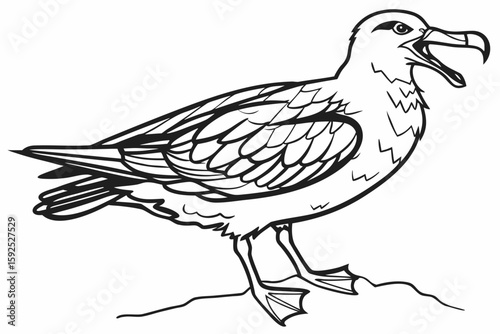 coloring page line art the skua black vector