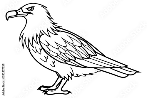 coloring page line art the skua black vector