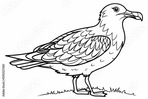 coloring page line art the skua black vector