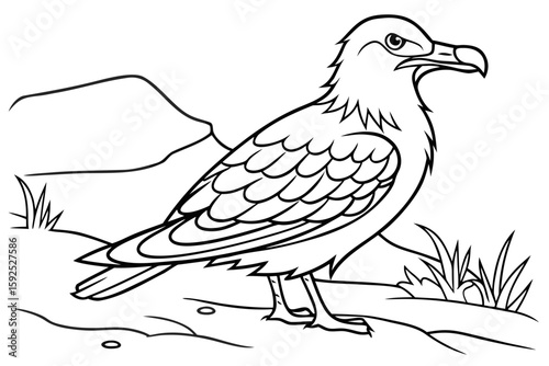 coloring page line art the skua black vector