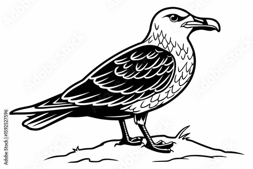 coloring page line art the skua black vector