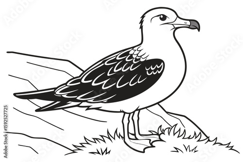 coloring page line art the skua black vector