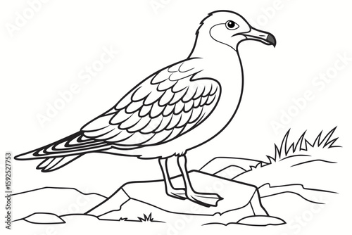 coloring page line art the skua black vector