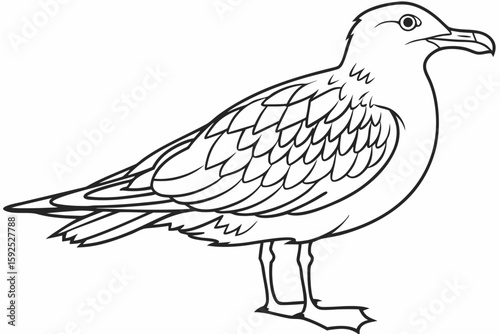 coloring page line art the skua black vector
