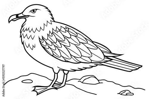coloring page line art the skua black vector
