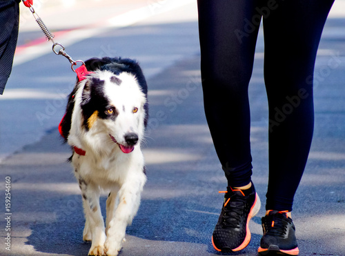 Australian Shepherd dog on a leash, happily walking down the street