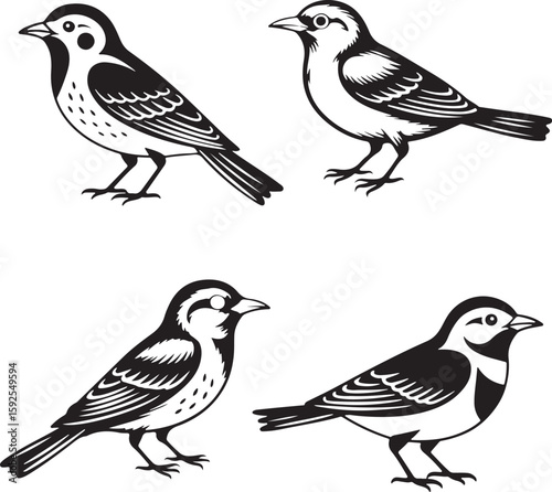 set of birds