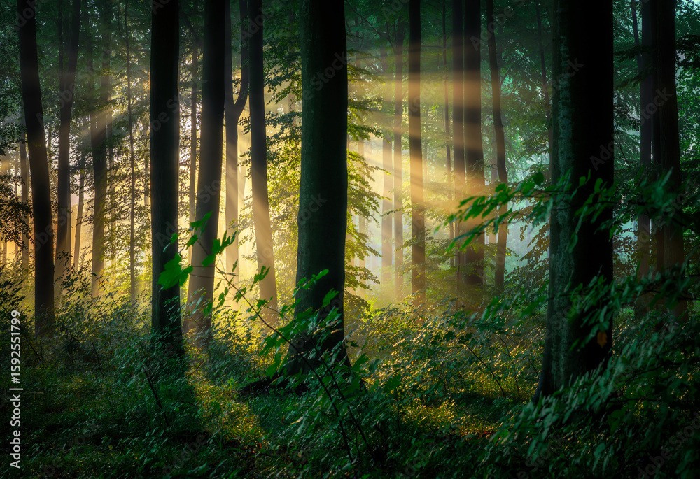 Obraz premium Beautiful sunny morning in green forest