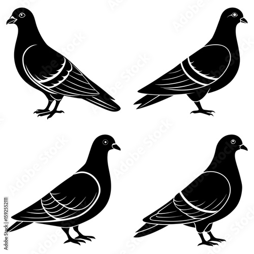 Four black pigeons in various poses with detailed wing markings against a white background image style
