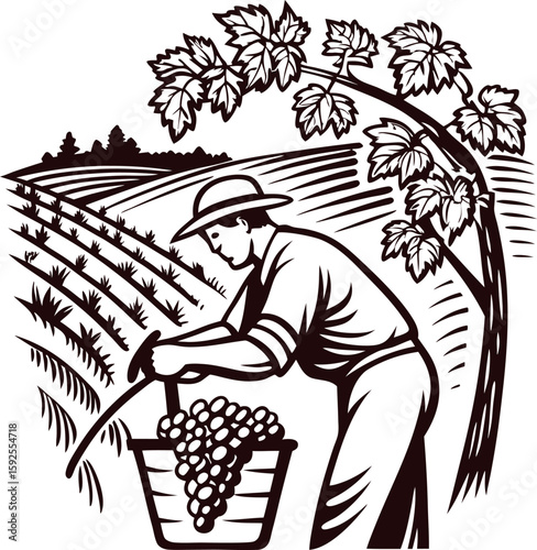 Vintage illustration of farmer harvesting grapes in vineyard, rural agriculture landscape, hand drawn engraving