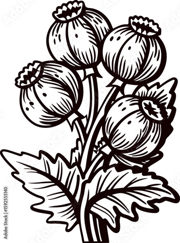 Vintage botanical illustration of poppy seed pods with leaves in black and white engraving