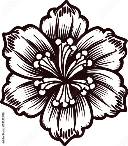 detailed black and white hand drawn hibiscus flower illustration with intricate petals and stamen lines
