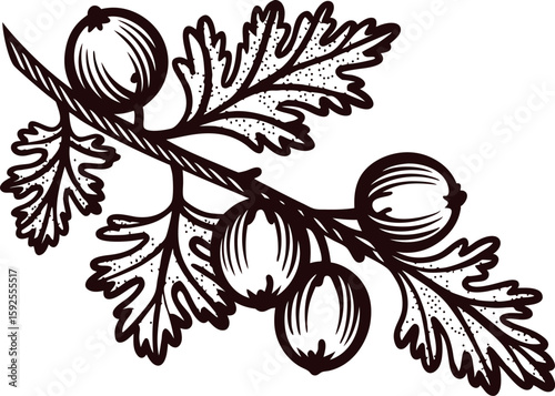 Detailed hand drawn gooseberry branch with leaves and berries isolated on white background illustration