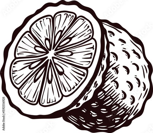 Hand drawn illustration of a sliced lemon with detailed engraving lines and textured rind
