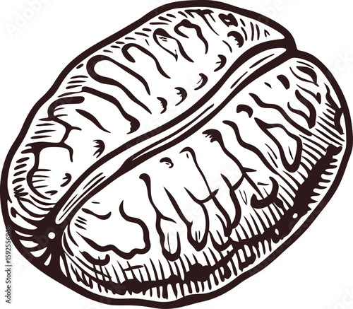 Hand drawn roasted coffee bean isolated on white vintage engraved botanical illustration
