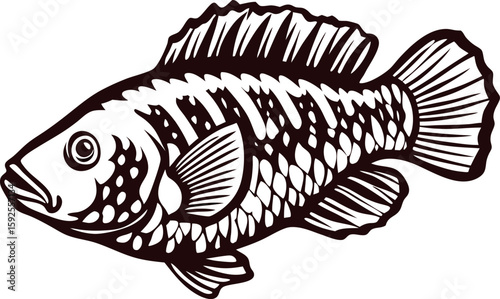 Detailed engraved drawing of a tilapia fish in profile, black and white isolated illustration on white background