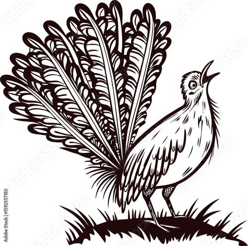 Hand drawn lyrebird singing with fanned tail feathers in vintage engraved isolated on white background