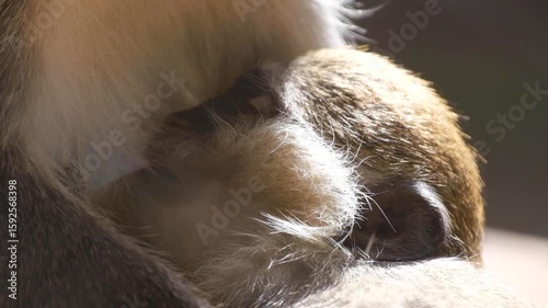 Wild monkey mom nursing her young baby in natural habitat