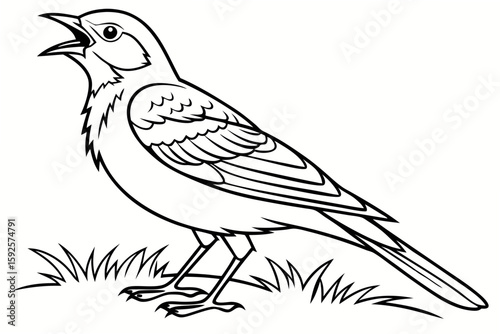 coloring page line art the lark bird black vector